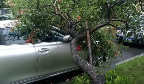 車停在樹下好不好 不好(損壞車漆堵塞管道)