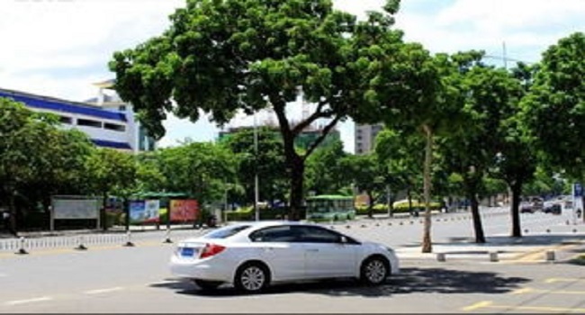 車停在樹下好不好，建議最好不要把車停在樹下